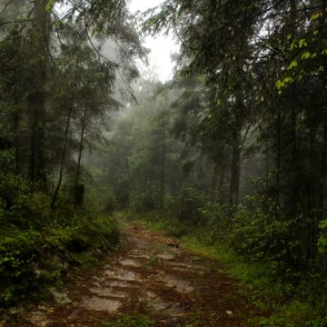 ¿Qué hacer en el Desierto de los Leones?