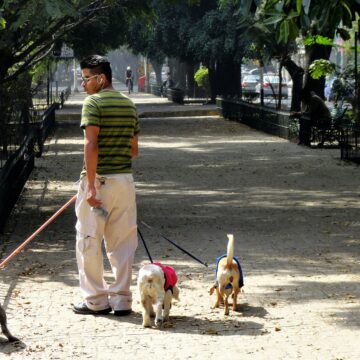 ¿Qué hacer en la colonia Roma?