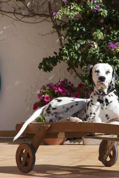 ¡Tienes que visitar ya estos 5 lugares pet-friendly CDMX! 🐕
