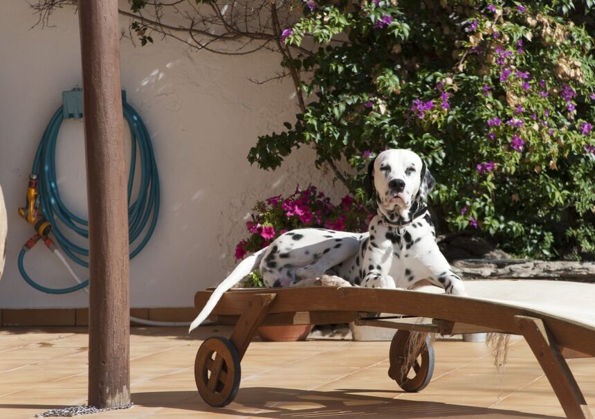 ¡Tienes que visitar ya estos 5 lugares pet-friendly CDMX! 🐕