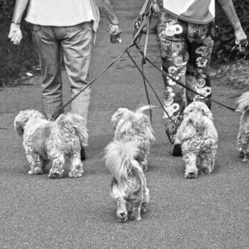 ¡Tienes que conocer estos 5 lugares pet-friendly en Puebla! 🐕