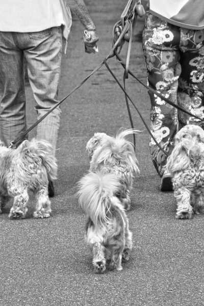 ¡Tienes que conocer estos 5 lugares pet-friendly en Puebla! 🐕