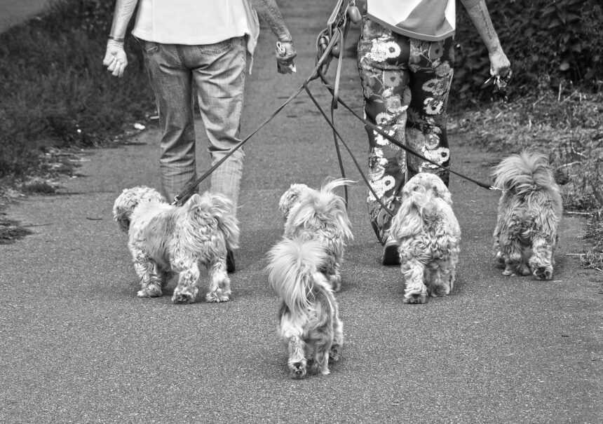 ¡Tienes que conocer estos 5 lugares pet-friendly en Puebla! 🐕