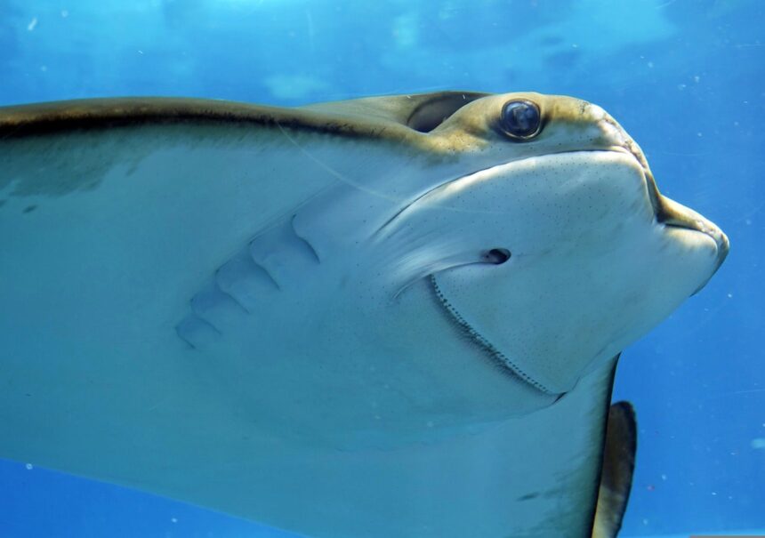 Cómo llegar al acuario de CDMX en transporte público