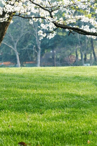 Dónde está el Jardín del Arte en Puebla