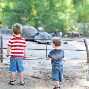 zoologico san juan de aragon