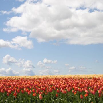 jardín botánico de Puebla