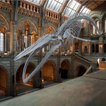 arquitectura del Museo Amparo