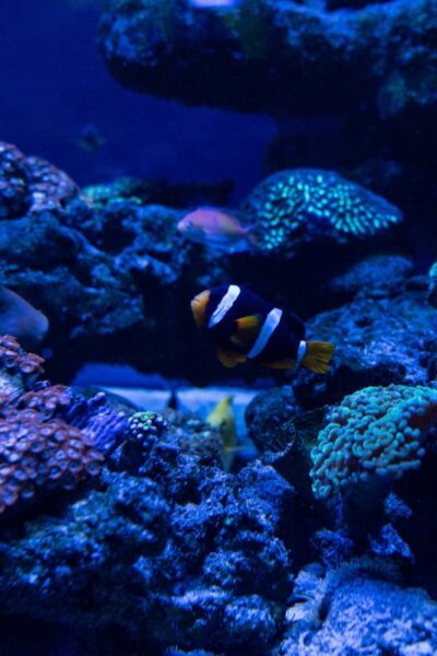 acuario en puebla