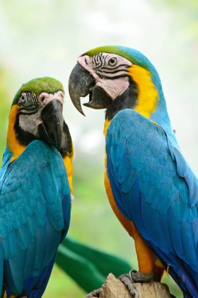 Increíble Aviario de Puebla