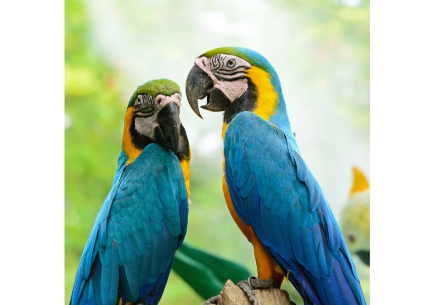 Increíble Aviario de Puebla