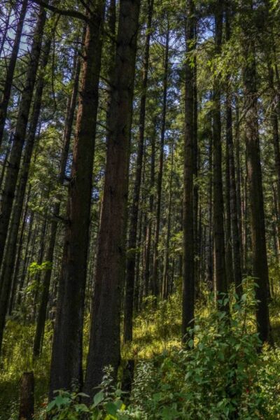 parque nacional bosque de tlalpan