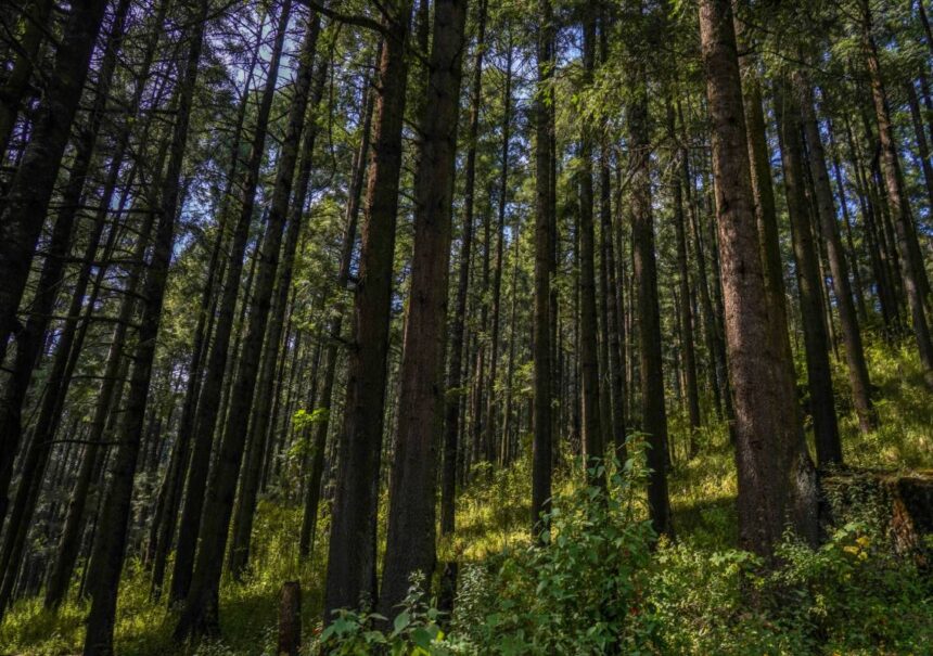 parque nacional bosque de tlalpan