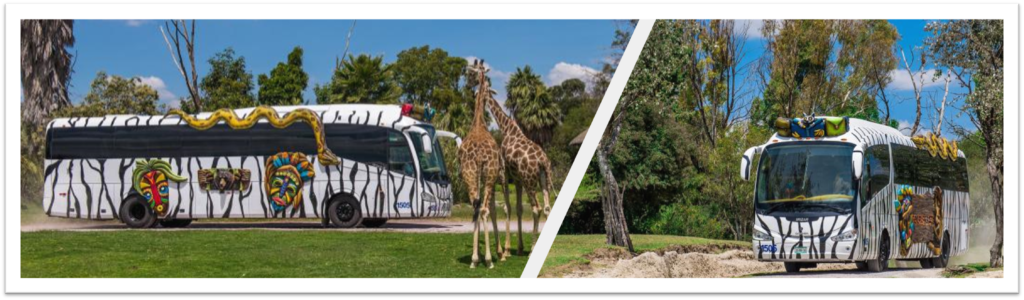 recorridos estrella roja a Africam Safari para conocer a la jirafa Benito 