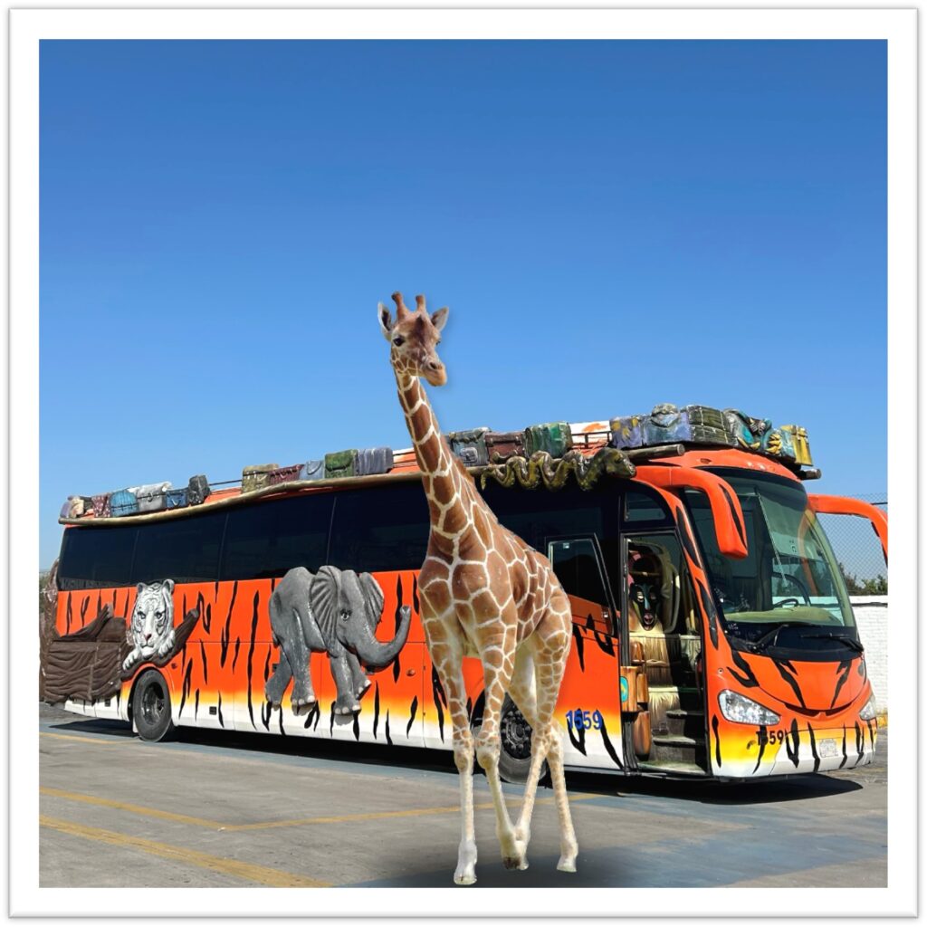 conoce a la jirafa Benito en Africam Safari con los recorridos de estrella roja