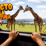 Nueva ruta: Africam Safari desde San Martín con Estrella Roja
